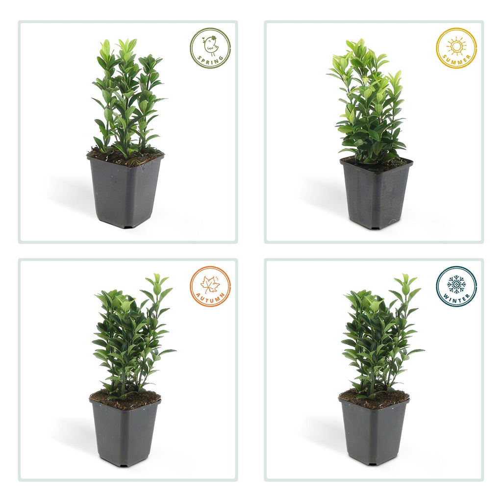 Fusain du Japon 'Green Spire' (lot de 24)