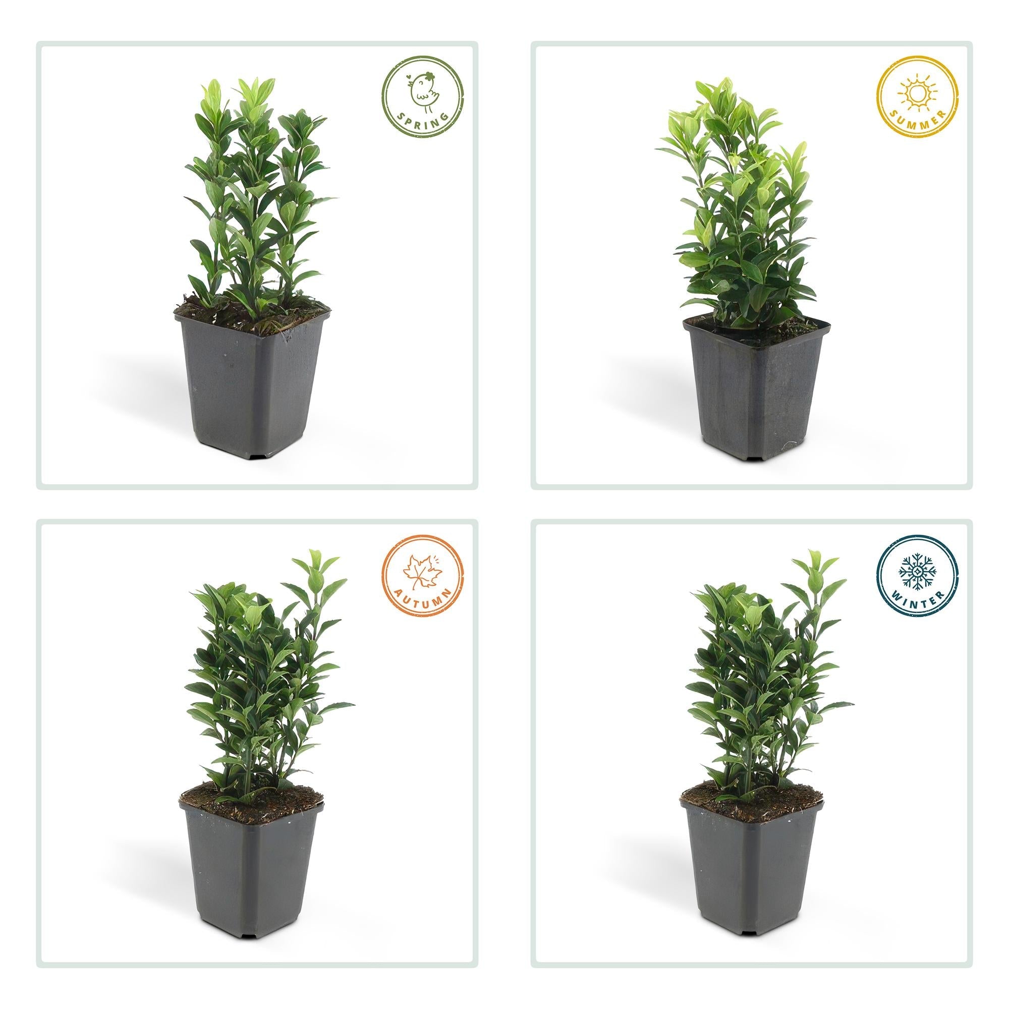 Fusain du Japon 'Green Spire' (lot de 24)