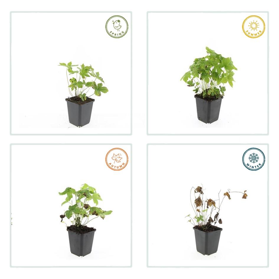 Géranium noueux (lot de 6)