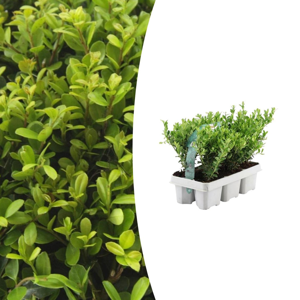 Ilex crenata 'Jenny' (pack de 6)