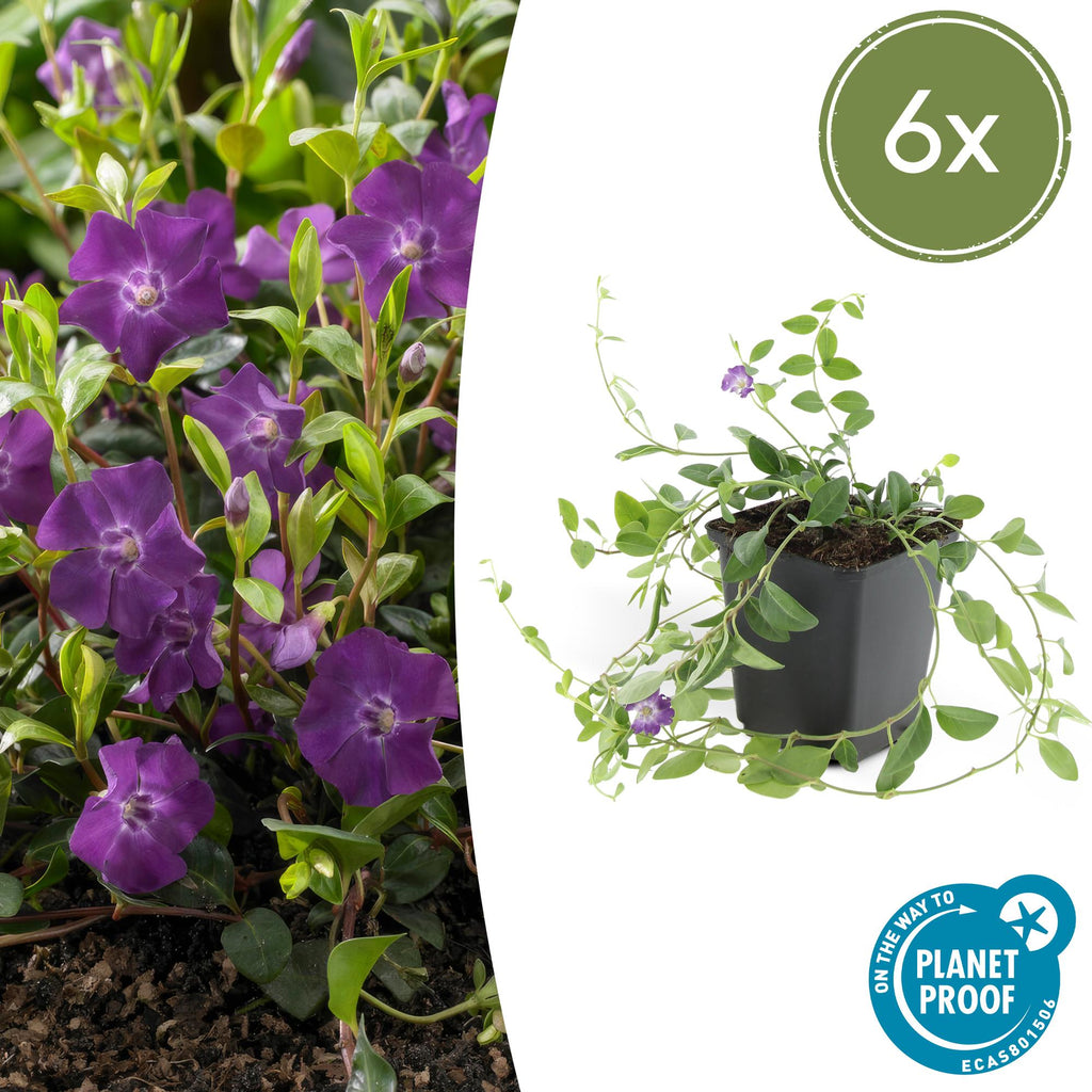 Petite Pervenche 'Atropurpurea' (lot de 6)