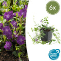 Petite Pervenche 'Atropurpurea' (lot de 6)