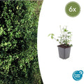 Fusain de Fortune 'Coloratus' (lot de 6)