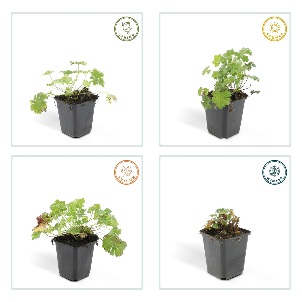 Géranium vivace 'Biokovo' (lot de 6)