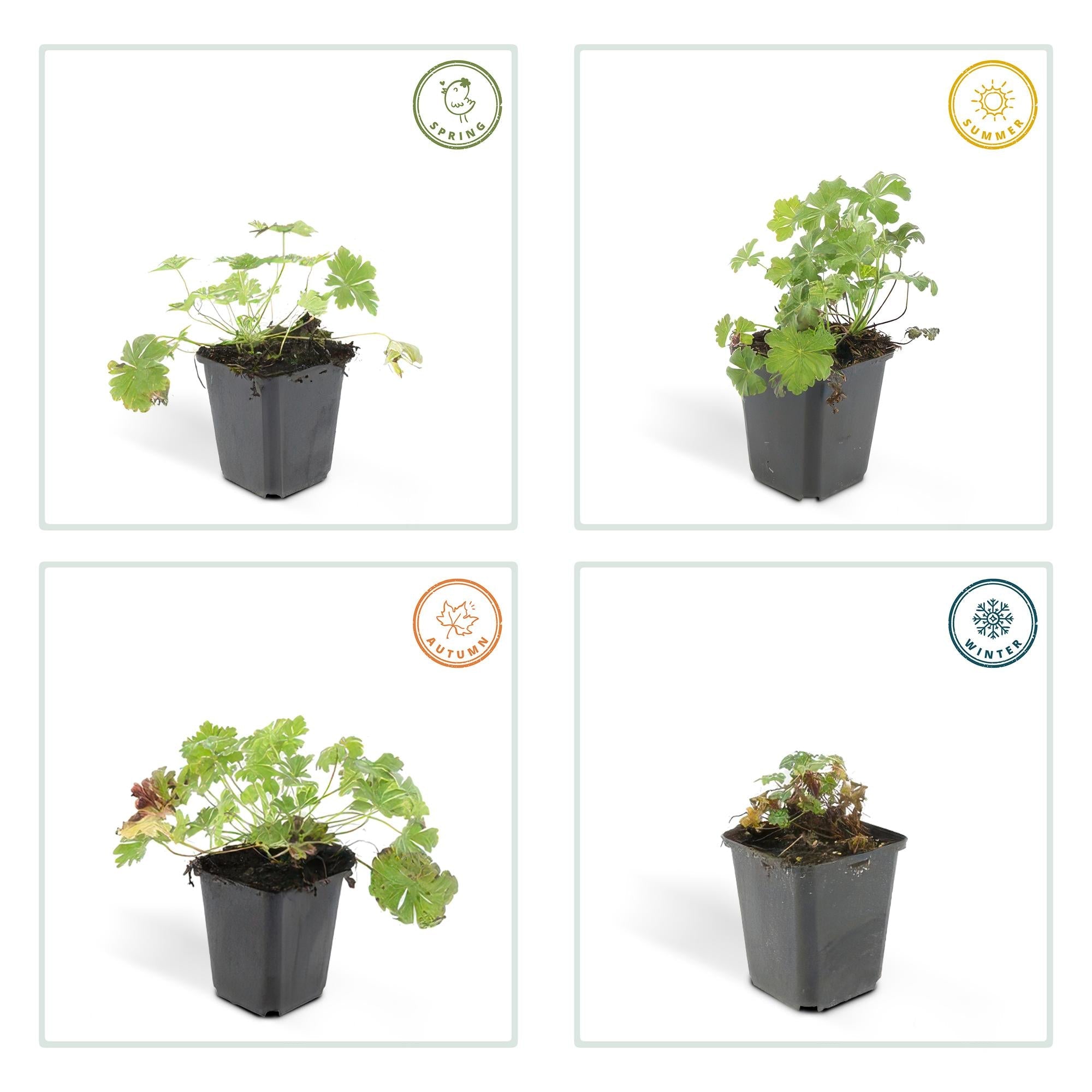 Géranium vivace 'Biokovo' (lot de 6)