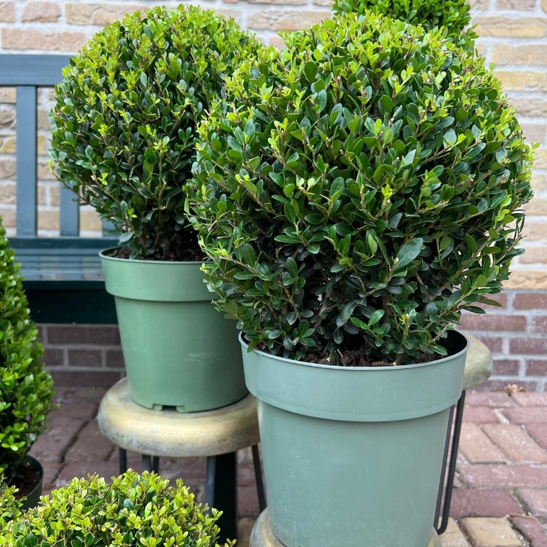 Lot de 2 Ilex crenata 'Jenny' (Ø25cm)