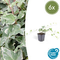 Lierre commun 'Glacier' (lot de 6)