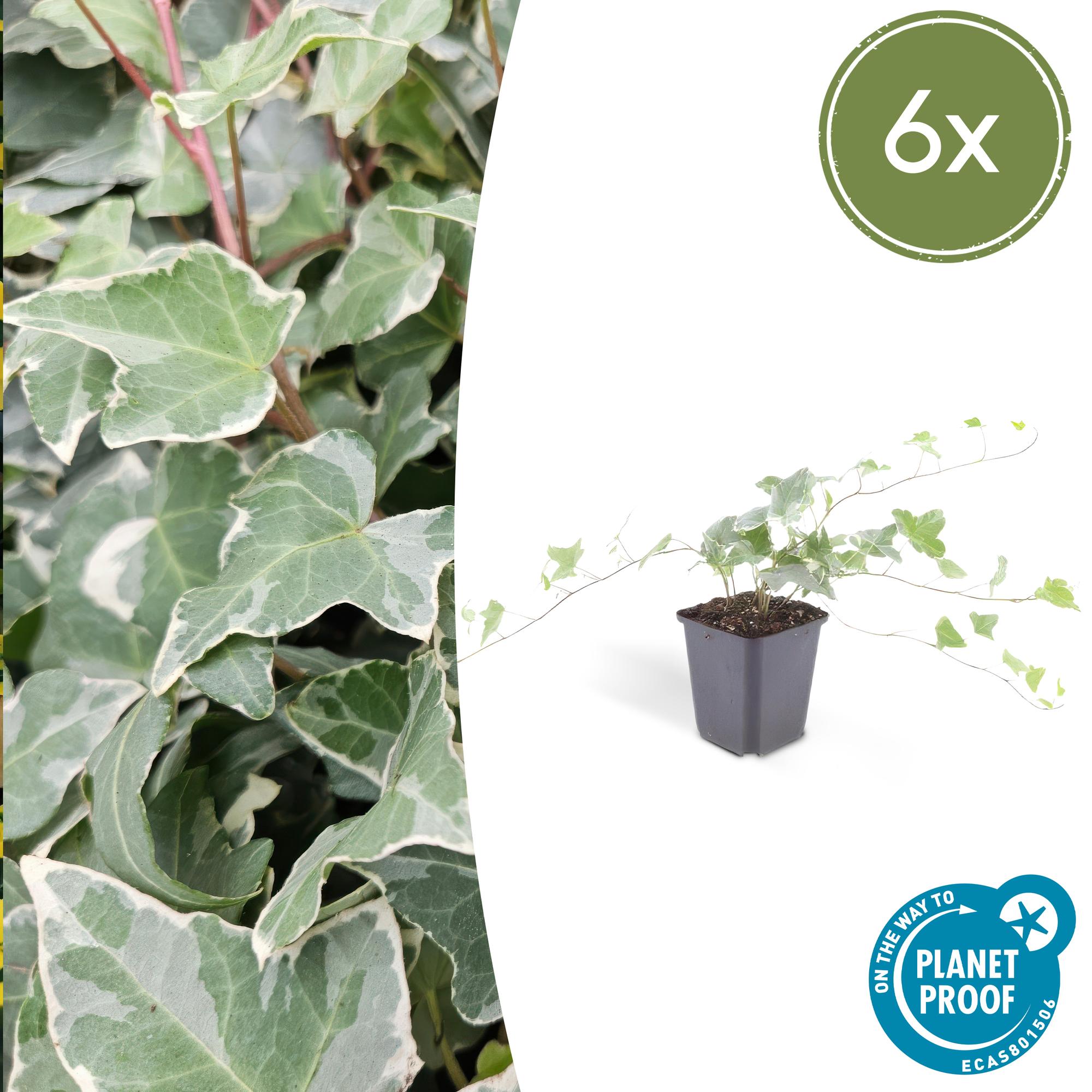 Lierre commun 'Glacier' (lot de 6)