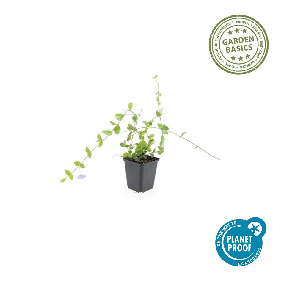 Petite Pervenche 'Blue and Gold' (lot de 6)