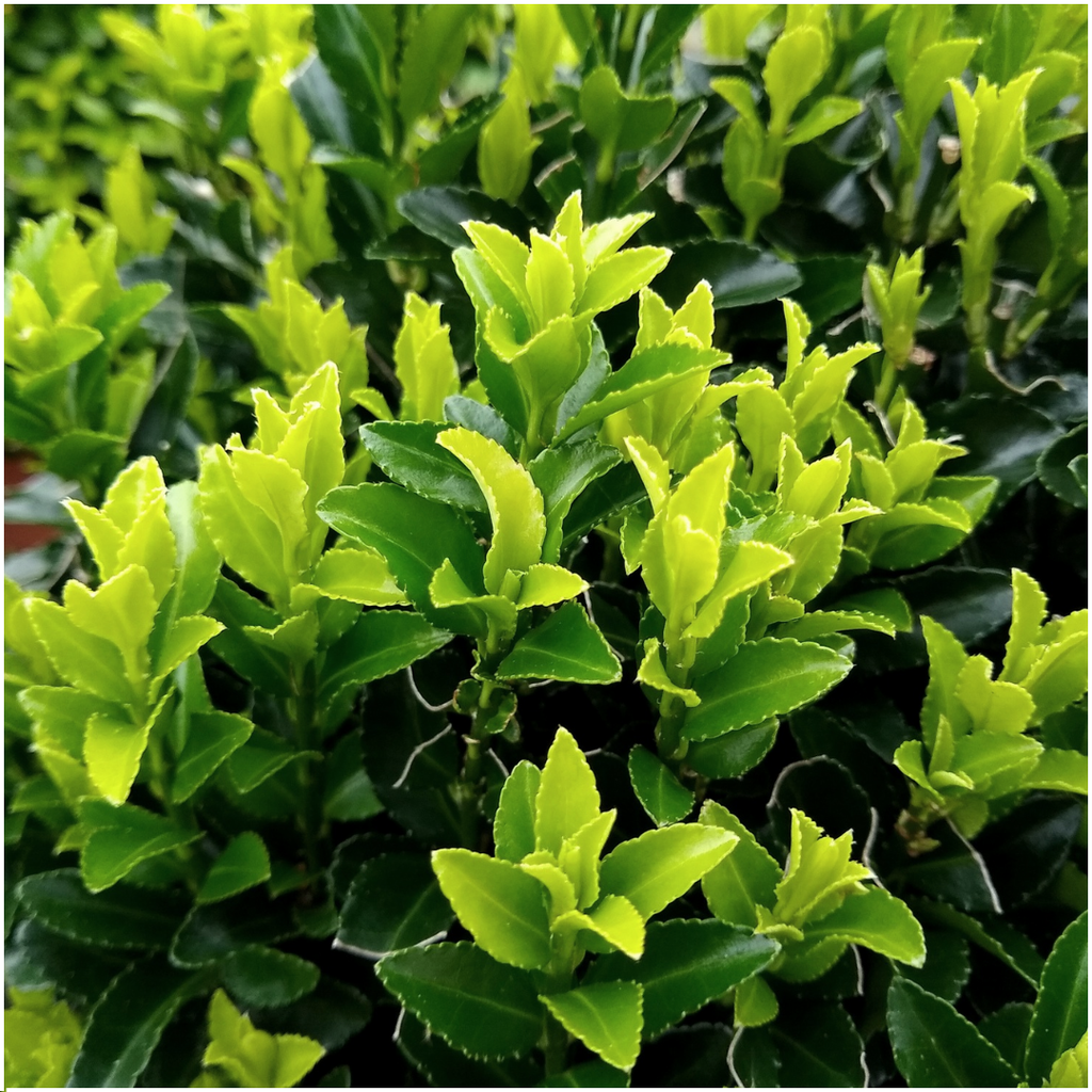 Fusains 'Green Spire' (2 packs de 6)