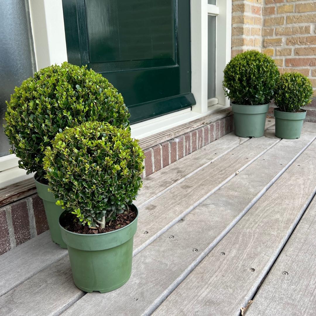 Lot de 2 Ilex crenata 'Jenny' (Ø25cm)