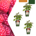 Framboisier Bio (lot de 3)