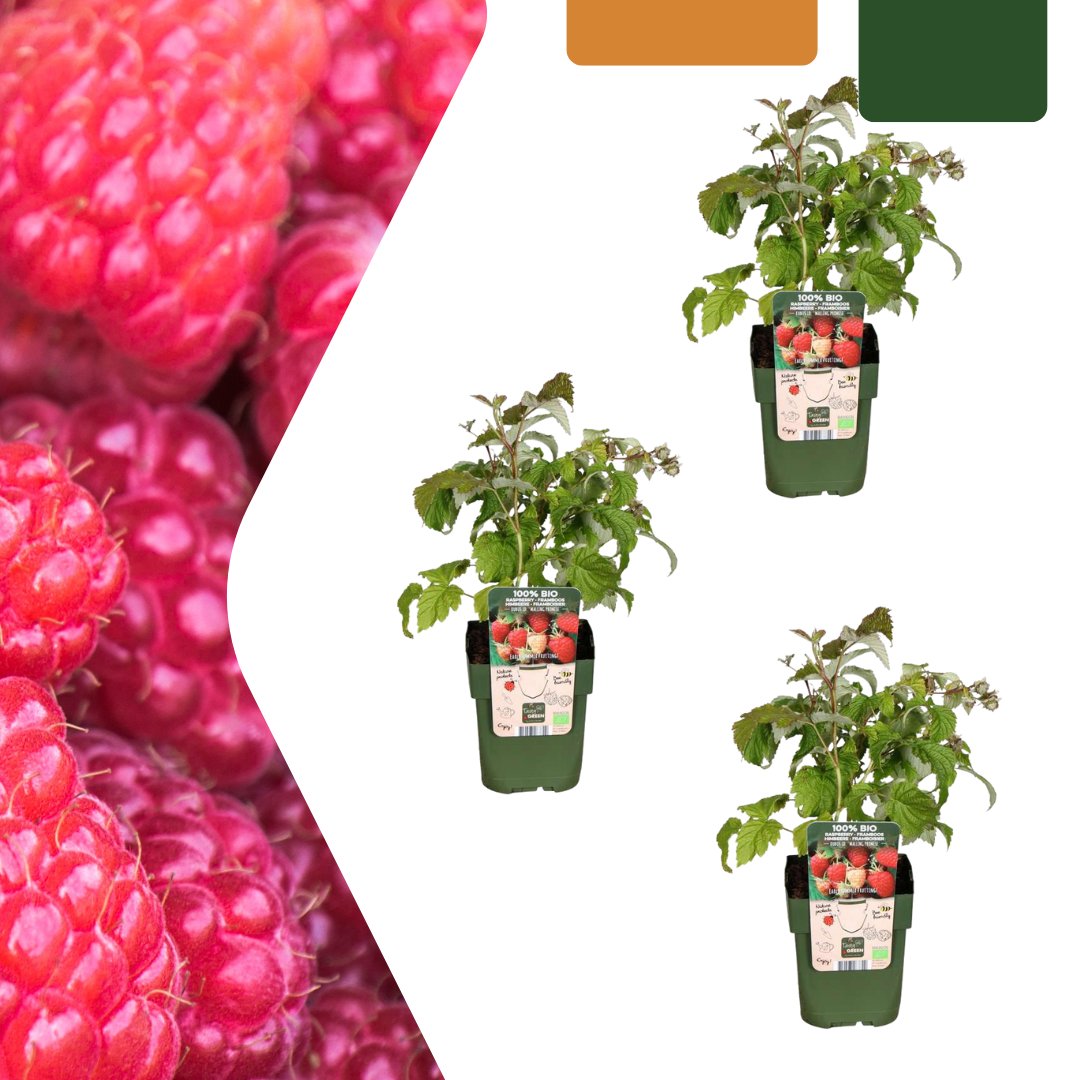 Framboisier Bio (lot de 3)