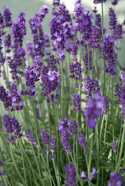 Lavande angustifolia 'Dwarf Blue' (lot de 6)