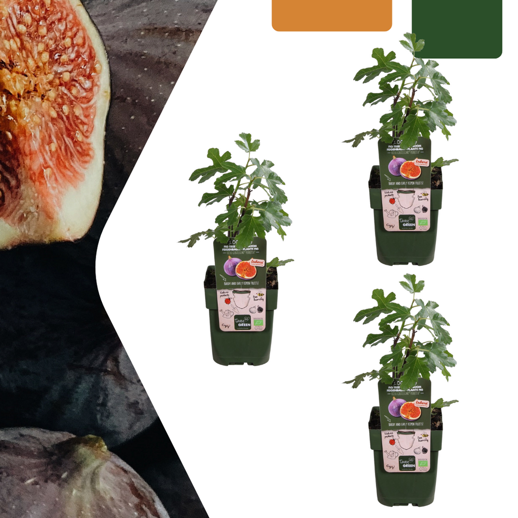 Figuier Bio (lot de 3)