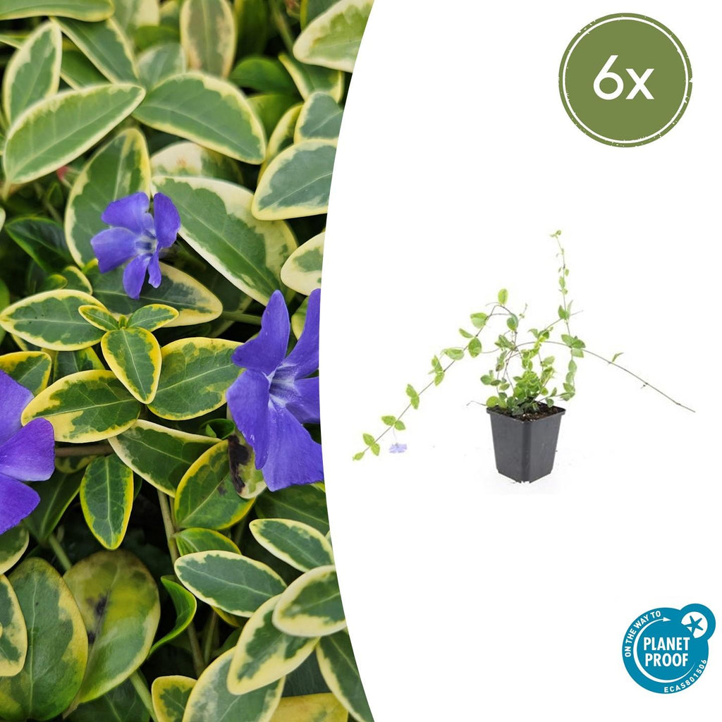 Petite Pervenche 'Blue and Gold' (lot de 6)