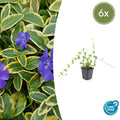 Petite Pervenche 'Blue and Gold' (lot de 6)