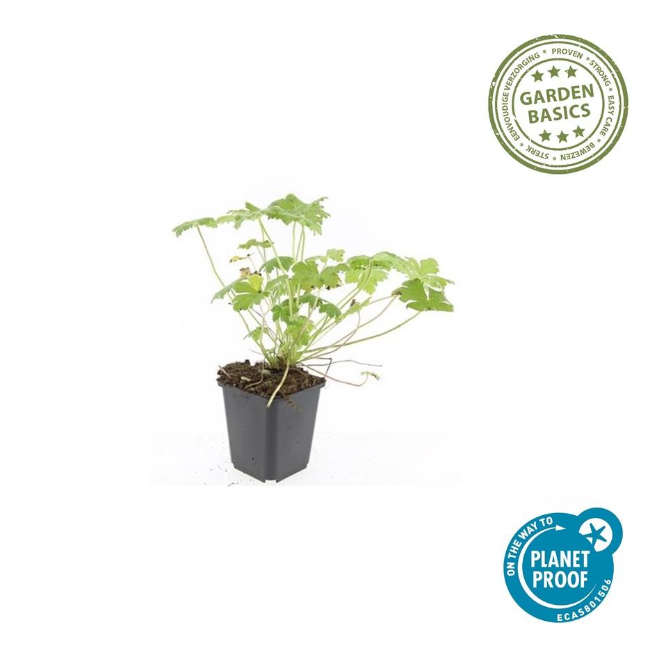 Géranium vivace 'Tiny Monster' (lot de 6)