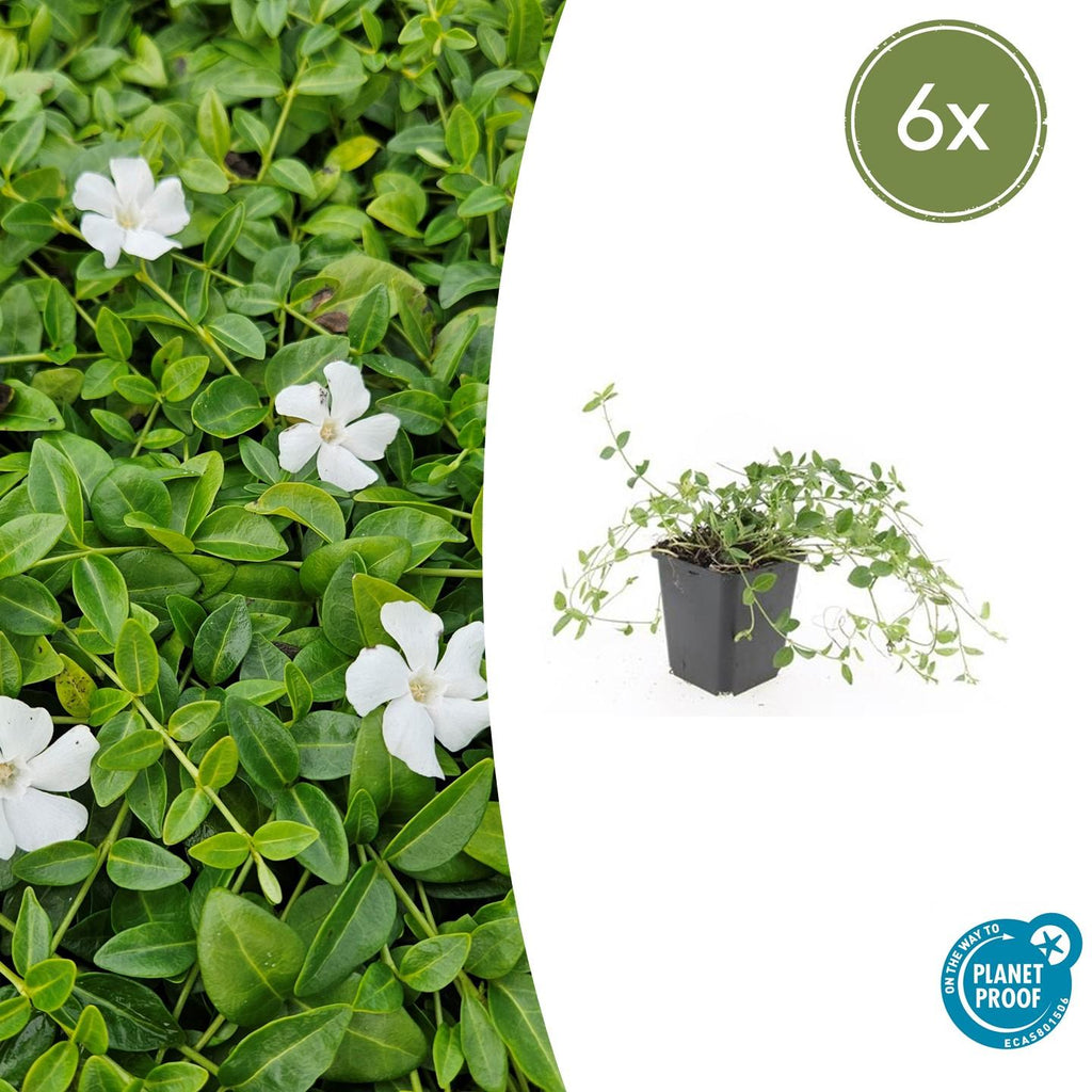 Petite Pervenche 'Gertrude Jekyll' (lot de 6)