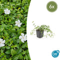 Petite Pervenche 'Gertrude Jekyll' (lot de 6)