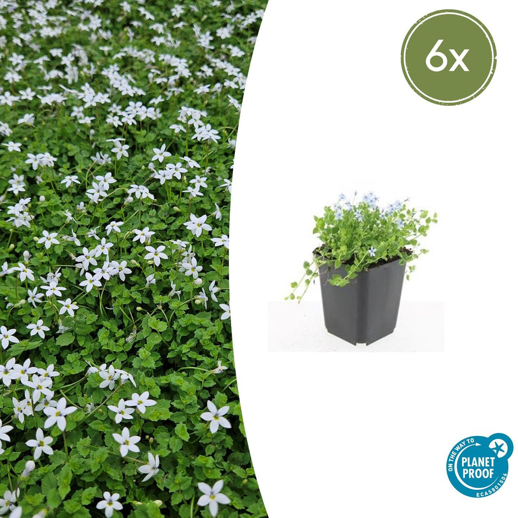 Isotoma fluviatilis 'Alba' (lot de 6)