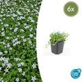 Isotoma fluviatilis 'Alba' (lot de 6)