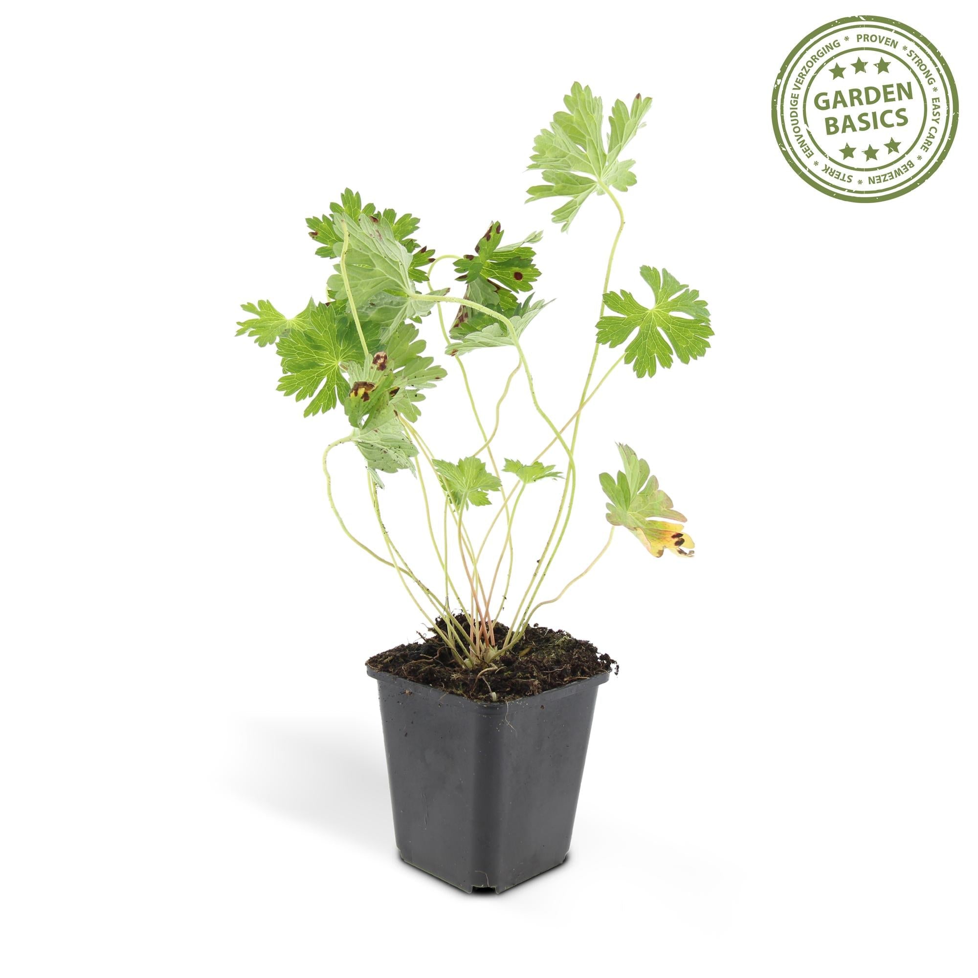 Géranium vivace 'Rozanne' (lot de 6)