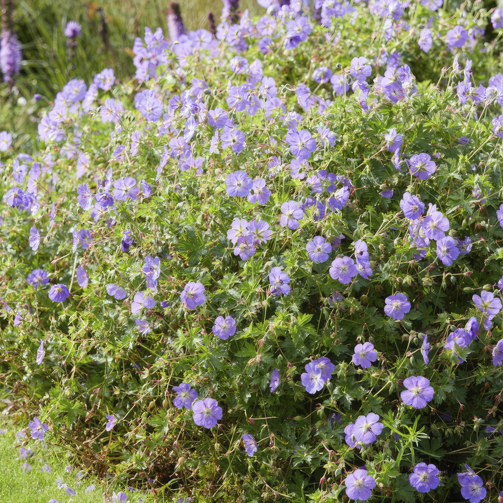 Géranium vivace 'Rozanne' (lot de 6)