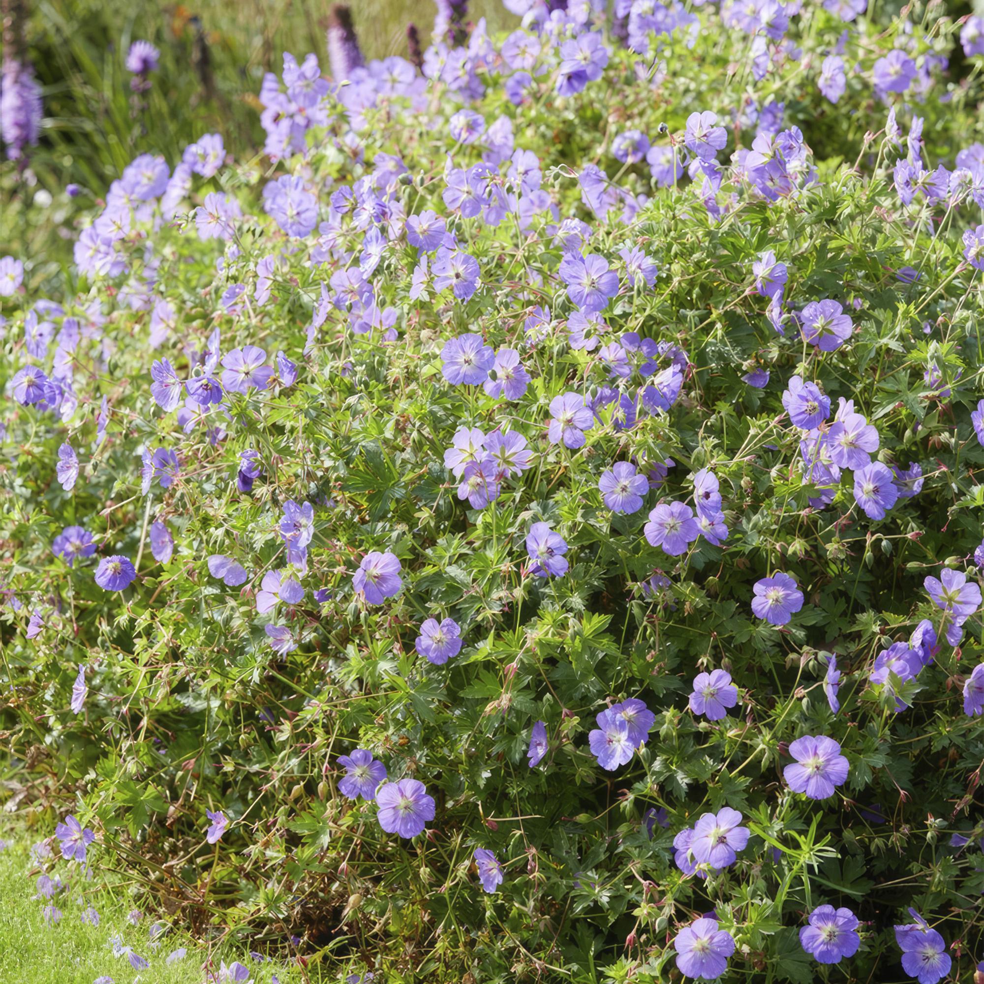 Géranium vivace 'Rozanne' (lot de 6)