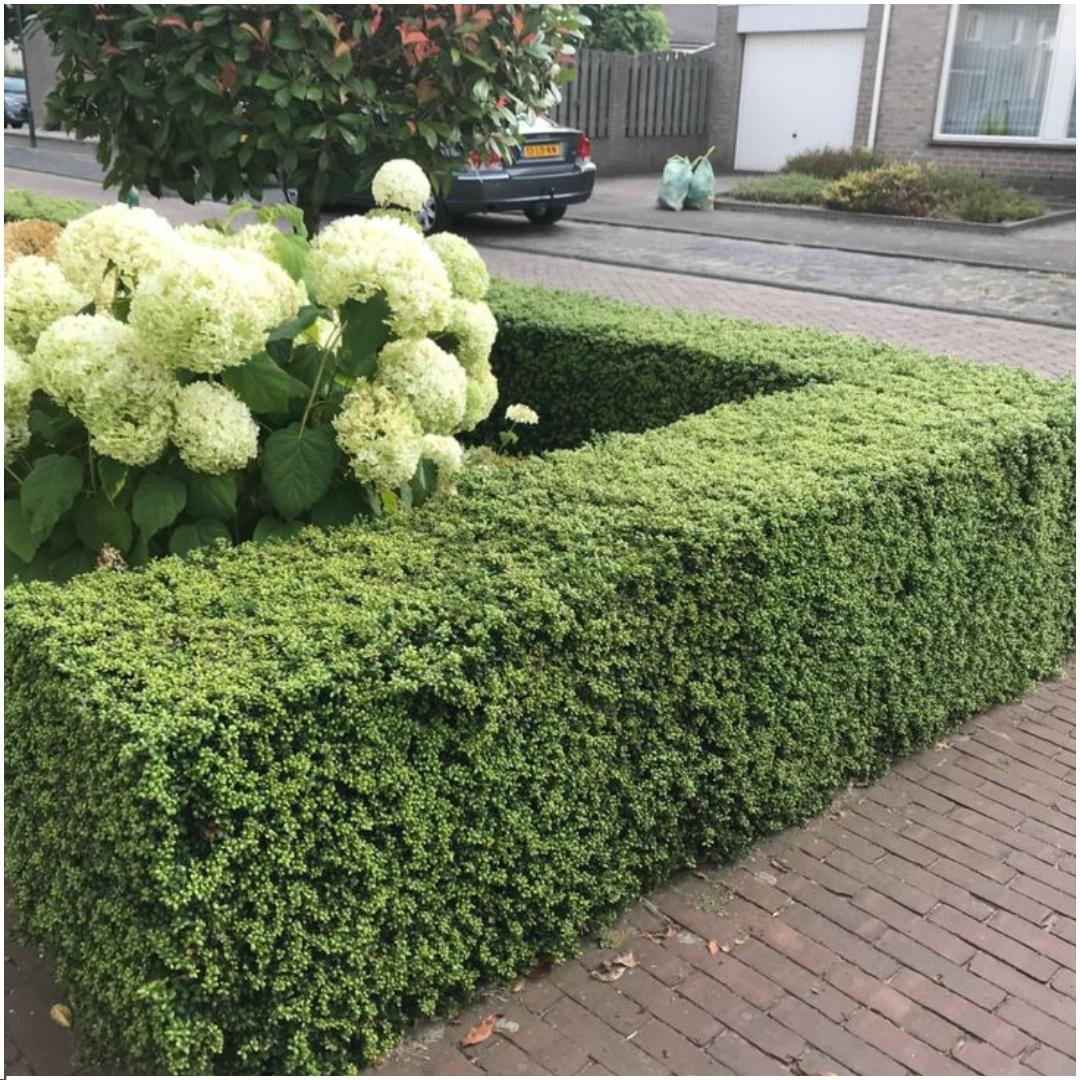 Ilex crenata 'Jenny' (lot de 24)