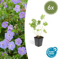 Géranium vivace 'Rozanne' (lot de 6)