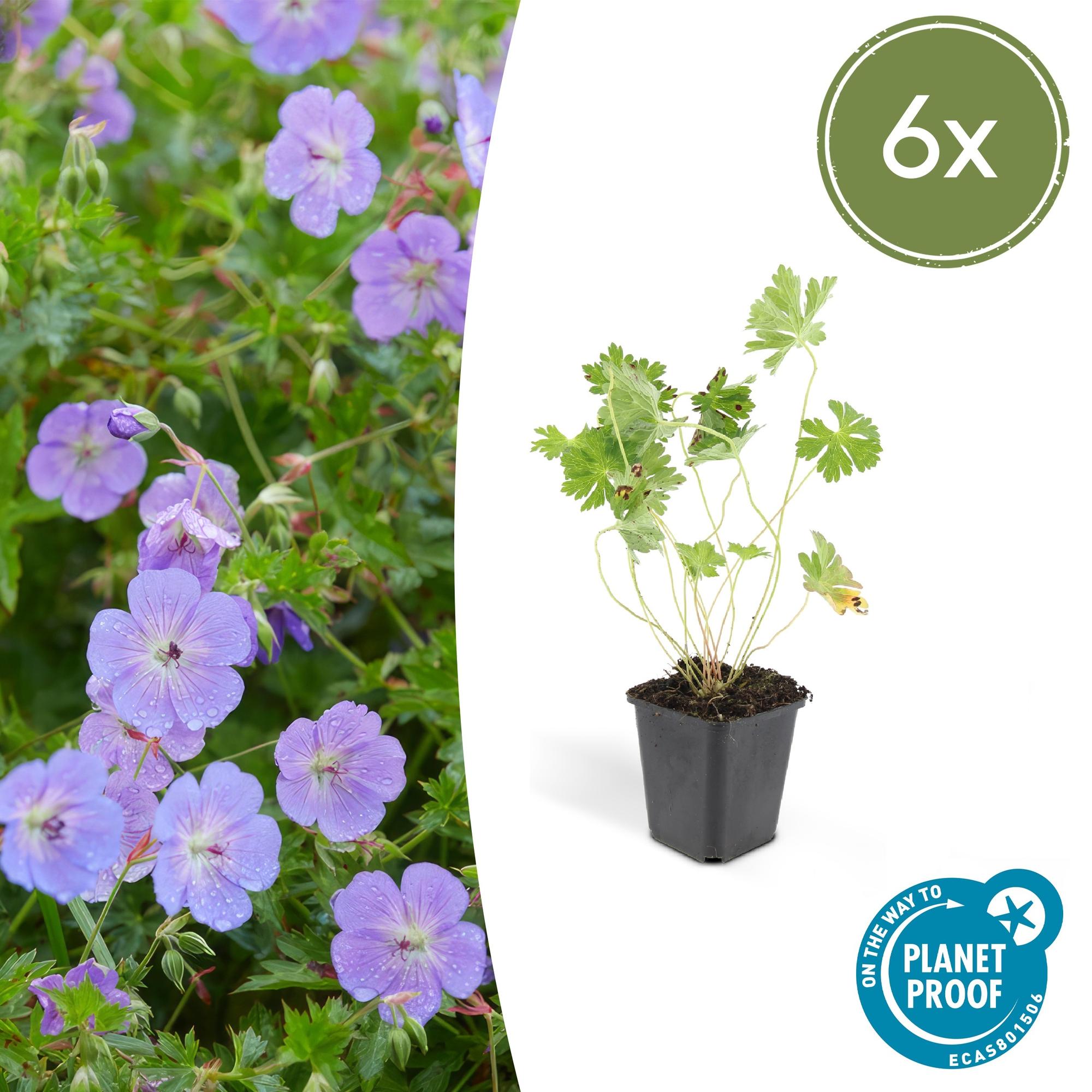 Géranium vivace 'Rozanne' (lot de 6)