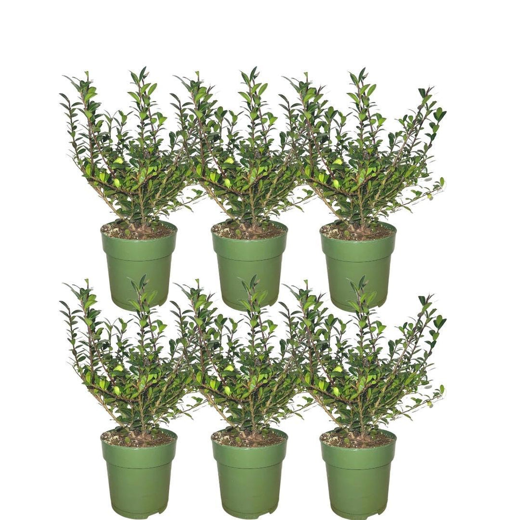 Ilex crenata 'Jenny' (lot de 6) - (1m2)