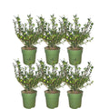 Ilex crenata 'Jenny' (lot de 6) - (1m2)
