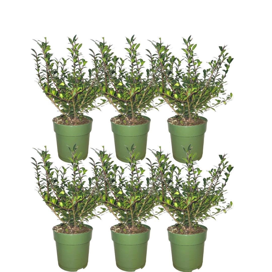 Ilex crenata 'Jenny' (lot de 6) - (1m2)
