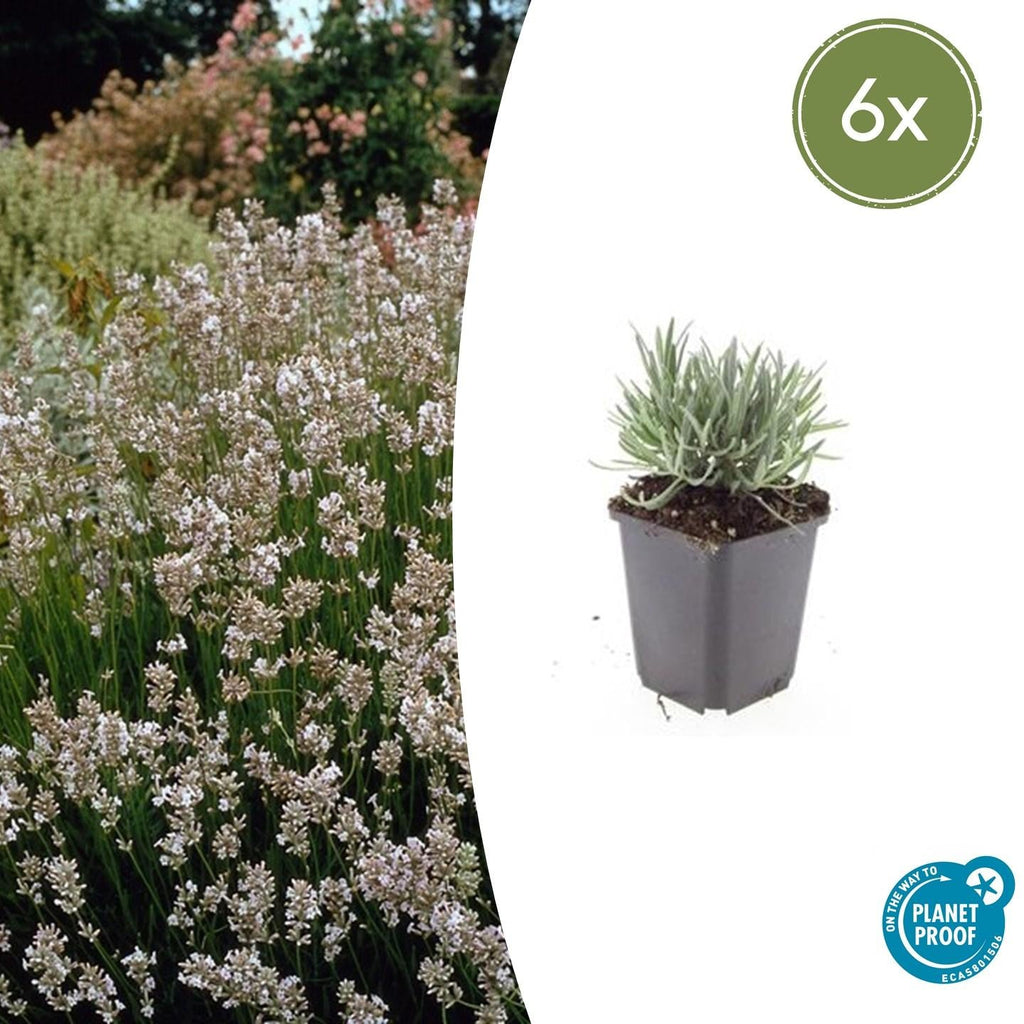 Lavande vraie blanche 'Edelweiss' (lot de 6)