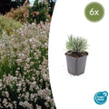Lavande vraie blanche 'Edelweiss' (lot de 6)