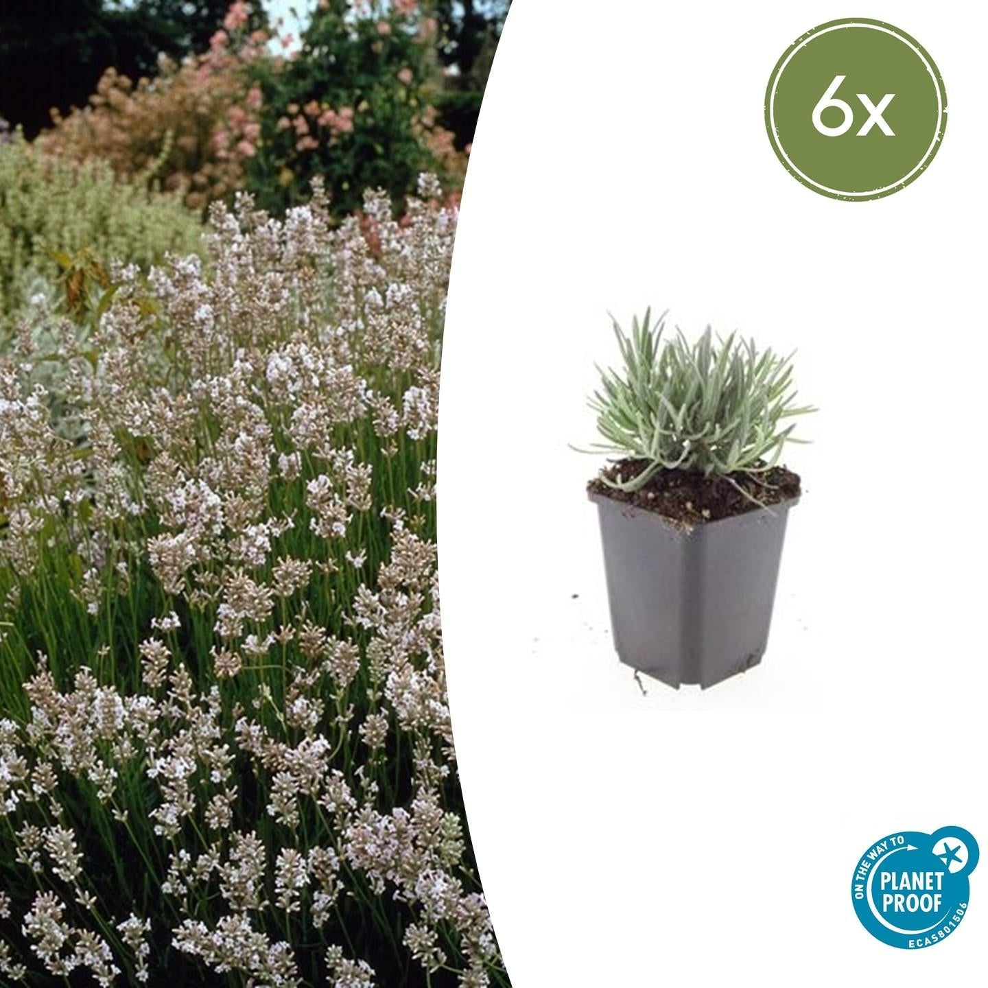 Lavande vraie blanche 'Edelweiss' (lot de 6)