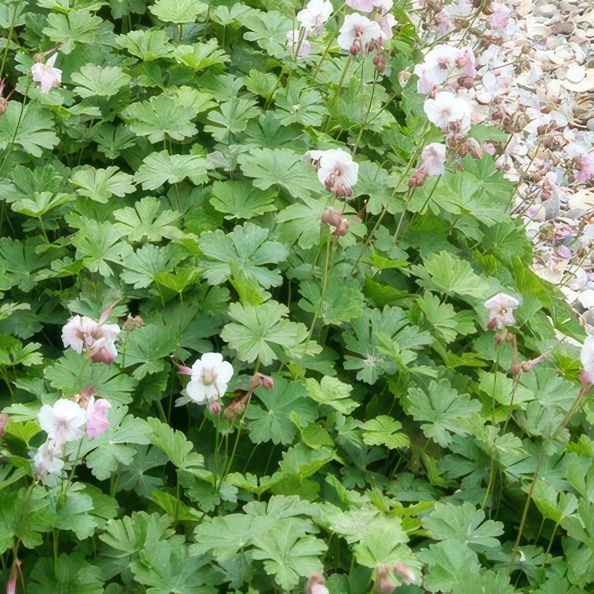 Géranium vivace 'Biokovo' (lot de 6)