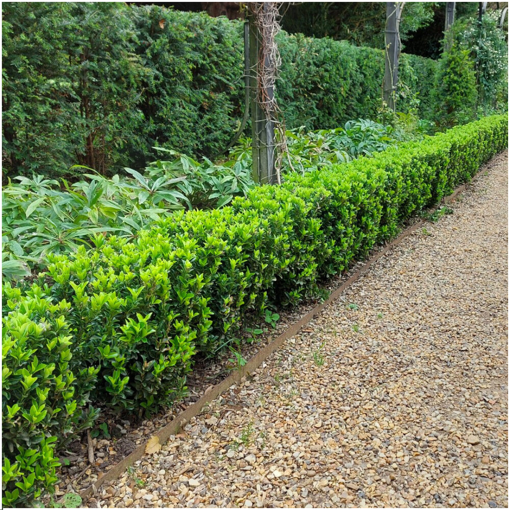 Fusains 'Green Spire' (2 packs de 6)