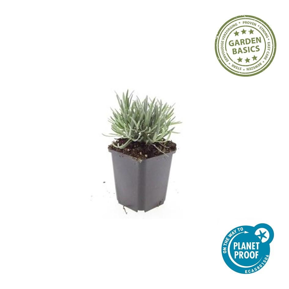 Lavande vraie blanche 'Edelweiss' (lot de 6)