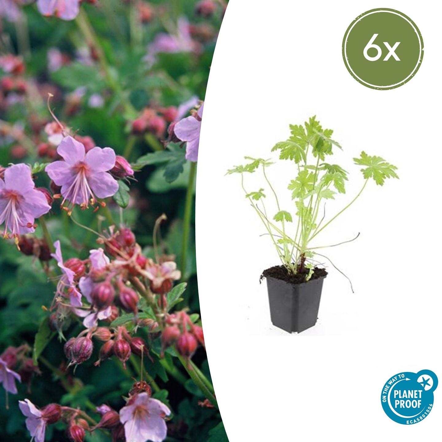 Géranium vivace macrorrhizum (lot de 6)
