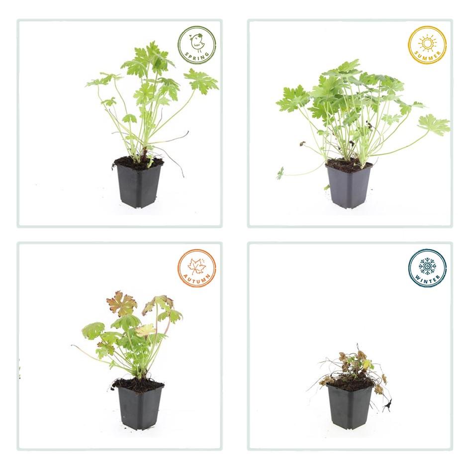 Géranium vivace macrorrhizum (lot de 6)