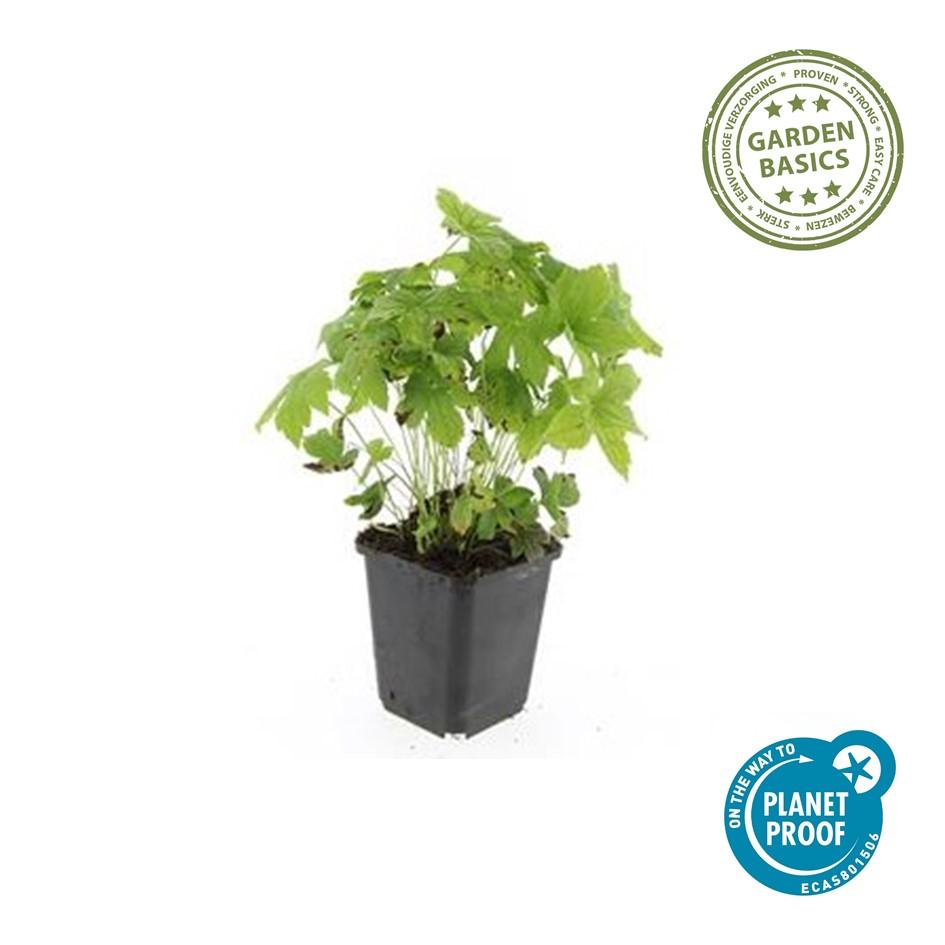 Géranium noueux (lot de 6)