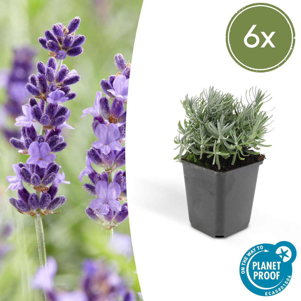 Lavande 'Hidcote' (lot de 6)