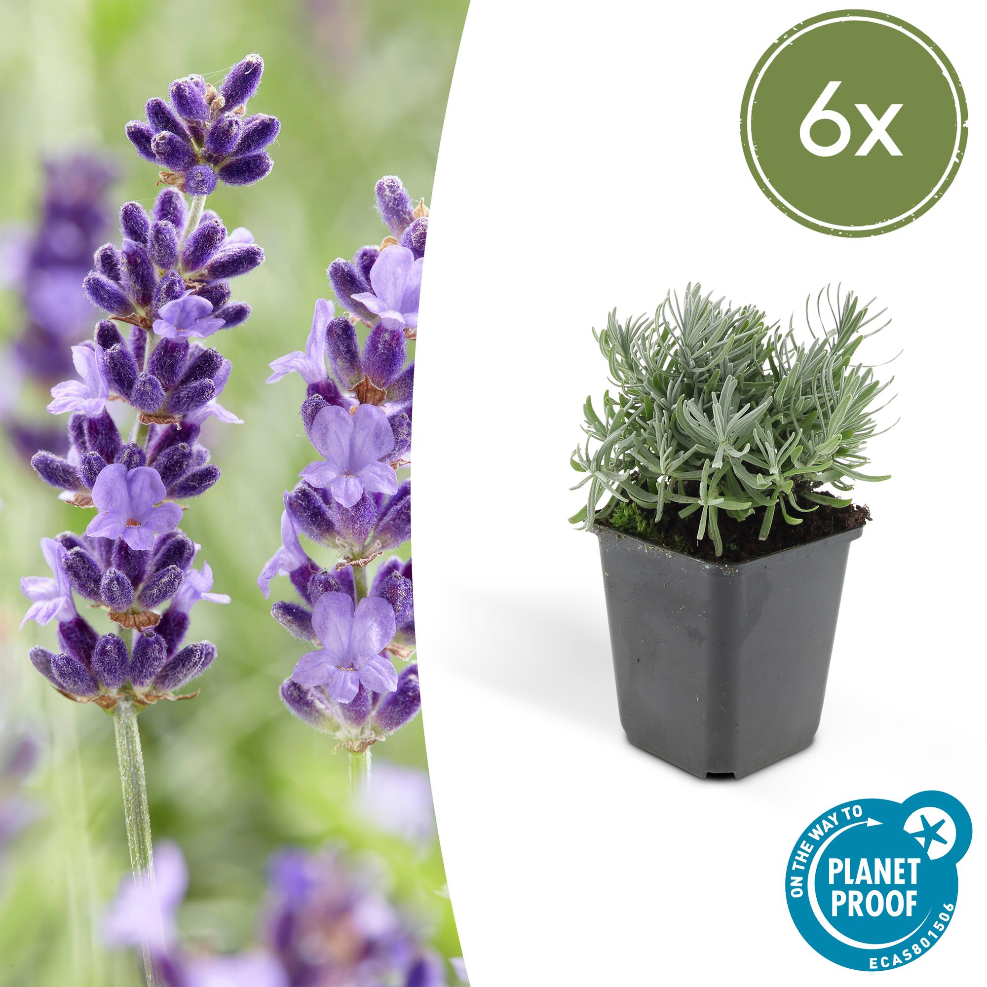 Lavande 'Hidcote' (lot de 6)