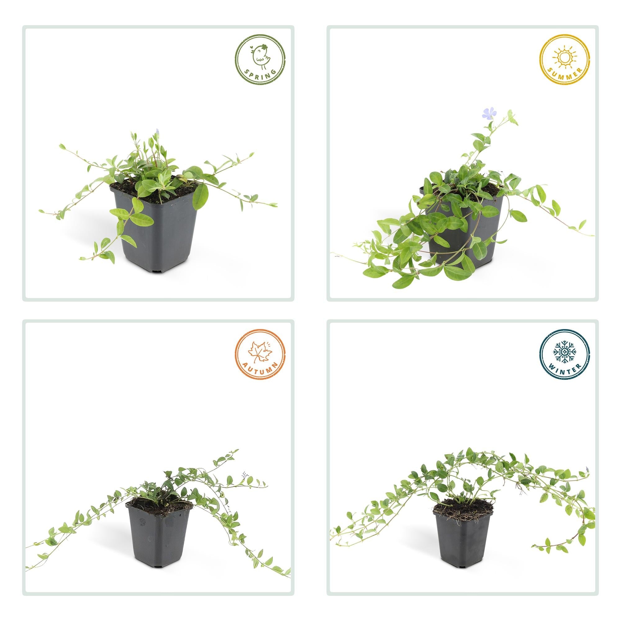 Petite Pervenche (Vinca minor) - (Lot de 6)