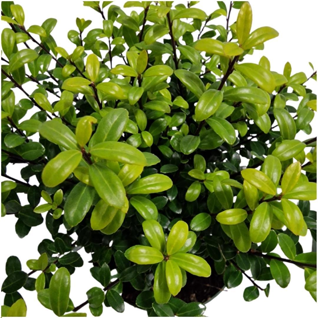 Ilex crenata 'Jenny' (lot de 24)