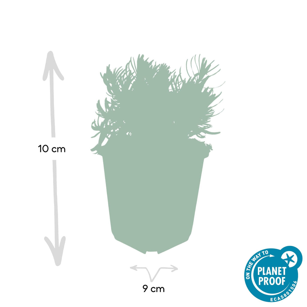 Lavande 'Hidcote' (lot de 6)