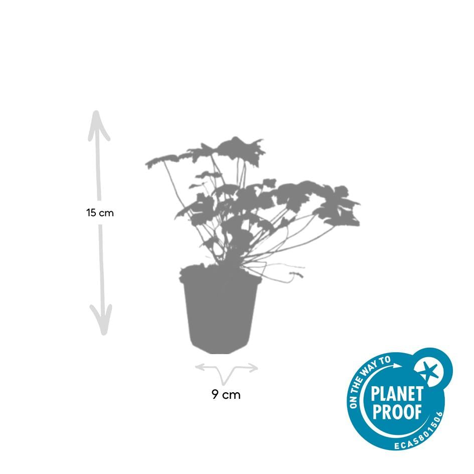 Géranium vivace 'Tiny Monster' (lot de 6)